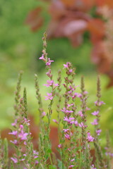 Interesting plants in the garden