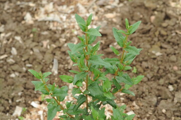 Interesting plants in the garden