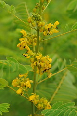 Interesting plants in the garden