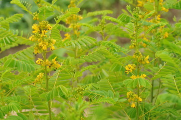 Interesting plants in the garden