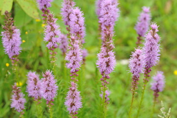 Fototapeta premium Interesting plants in the garden
