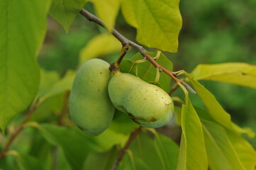 Interesting plants in the garden