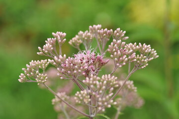 Interesting plants in the garden
