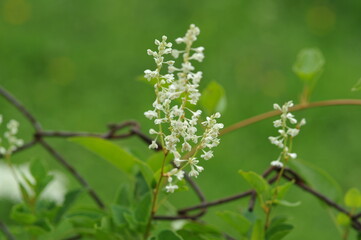 Interesting plants in the garden