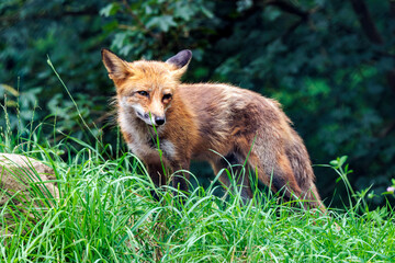Fuchs in der Wiese