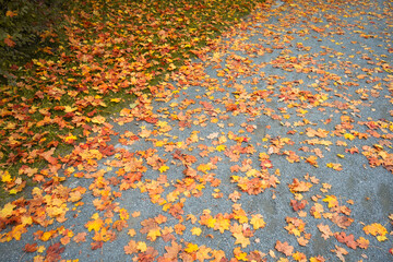 Herbststimmung: Gelbe Blätter auf grauem Asphalt