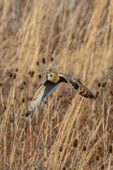 Short-eared owl