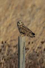 Short-eared owl