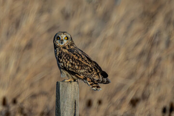 Short-eared owl