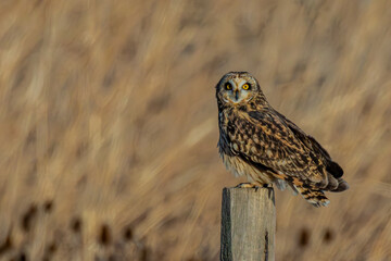 Short-eared owl