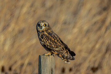 Short-eared owl