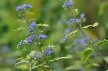 Fototapeta premium Purple pink flowers and plants in the garden