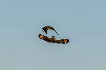 Short-eared owl