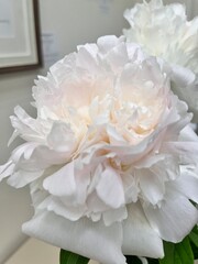 Blooming Paeonia Almaz . White peony with double large inflorescences in a vase. Floral background