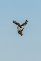 Short-eared owl