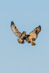 Short-eared owl