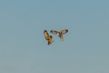 Short-eared owl