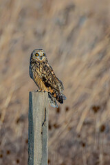 Short-eared owl