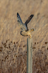 Short-eared owl