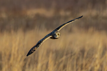 Short-eared owl