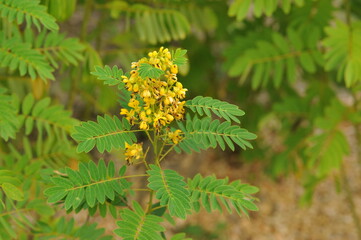 Interesting plants in the garden