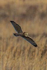 Short-eared owl