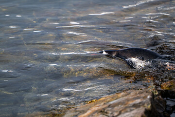 Gentoo penguins in Antarctica. Wild nature.