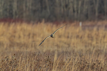 Short-eared owl