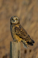 Short-eared owl