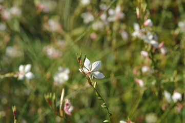 Interesting plants in the garden