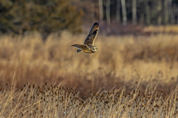 Short-eared owl