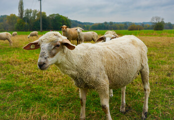 Eine Ziege auf der Weide