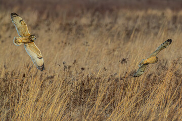 Short-eared owl © Christopher