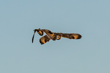 Short-eared owl