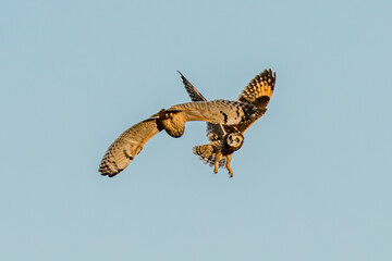 Short-eared owl