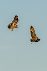 Short-eared owl