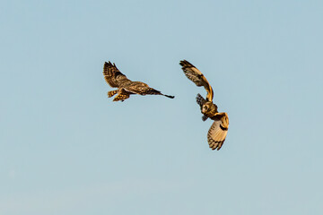 Short-eared owl