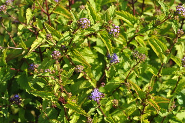 Purple pink flowers and plants in the garden