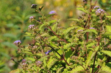 Purple pink flowers and plants in the garden