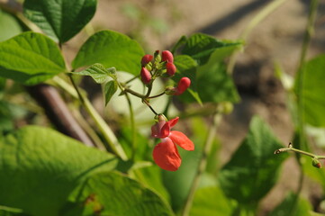 Interesting plants in the garden