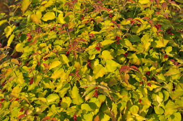 Interesting plants in the garden