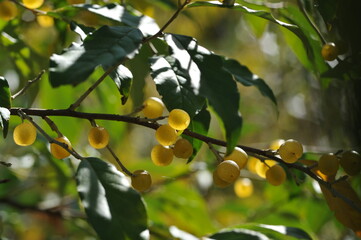 Yellow olive berries on a bush