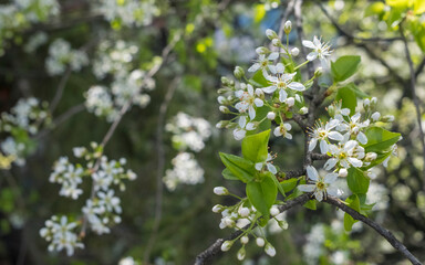 Plum tree (Prunus Domestica) blossoms in early spring