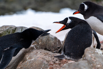 Chinstrap penguin is stealing stones from the gentoo's nest. Chinstrap penguin fighting. © Oleksandr Matsibura