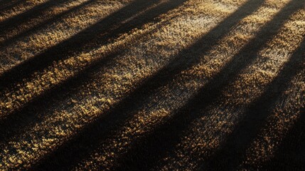 Sunlight casts parallel shadows across a field of dry, golden grass.