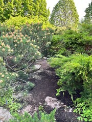 Coniferous garden with dwarf shrubs, Thuja and Pinus mugo on a summer day. Flower background