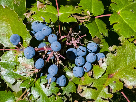 Blue berries of Oregon Grape Root or Mahonia aquifolium or Trailing Mahonia or Holly-leaved barberry