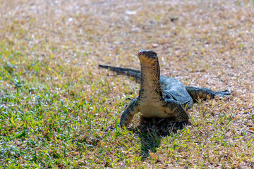 Selective focus of Asian water monitor in the park, A large varanid lizard native to South and Southeast Asia, It is widely considered to be the second-largest lizard species after the Komodo dragon.