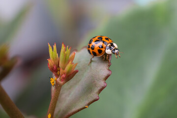 Orange spotted ladybug hunting aphids on a blooming florist Kalanchoe plant against a natural background of garden foliage