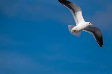 Kelp gull (Larus dominicanus) is Antarctica. Birds in Antarctica.